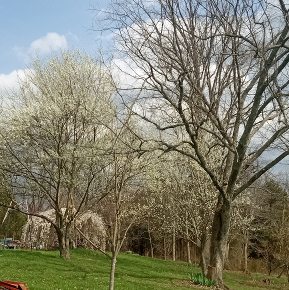 Foxholler - Picture 4 of 4